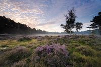 Zonsopkomst boven heiden veld Heidestein Utrechtse Heuvelrug.