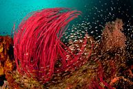 Stroming op het koraalrif van Filip Staes thumbnail