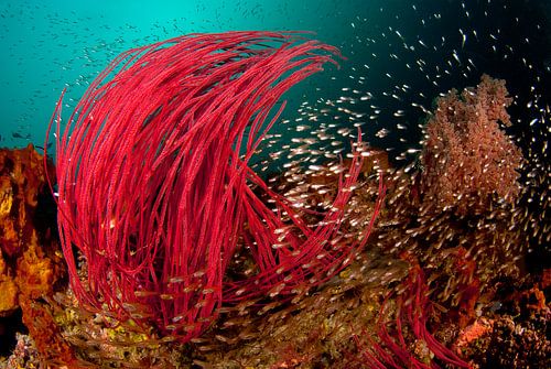 Current on the coral reef