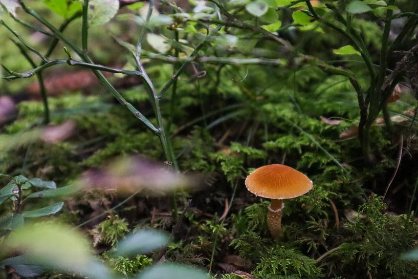Champignon dans la forêt par Ginkgo Fotografie