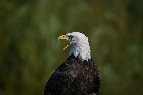 Amerikaanse zeearend