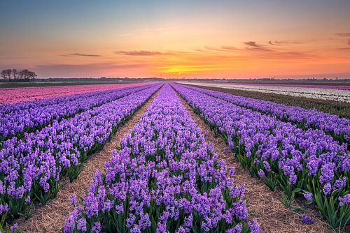 Purple Hyacinths Egmond