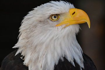 bald eagle by Alex Hartema