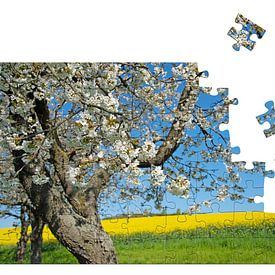 Bloeiende kersenboom in de lente van Michael Schuppich