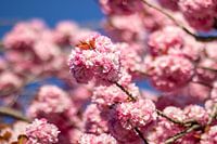 Fleur rose de rêve annonçant le printemps