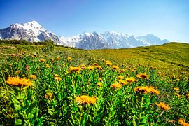 Mountain and glacier in Georgia near Ushguli