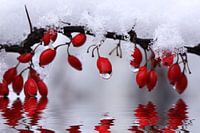 Schneezauber