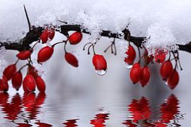 Schneezauber von Renate Knapp