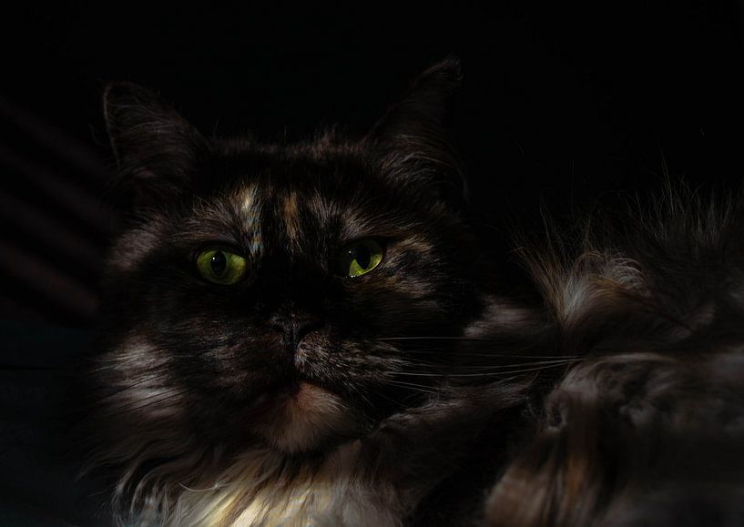 cat by Branca Verheul