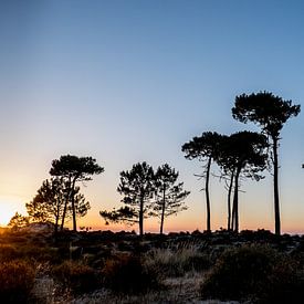 Trees van Eliene de Jong - Sonneveld