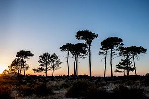 Trees by Eliene de Jong - Sonneveld