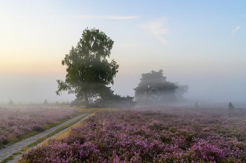 Zonsopgang boven een heidelandschap