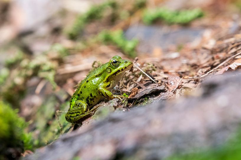 Green frog by Merijn Loch
