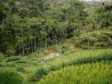 Rice fields in Tetebatu by Raisa Zwart