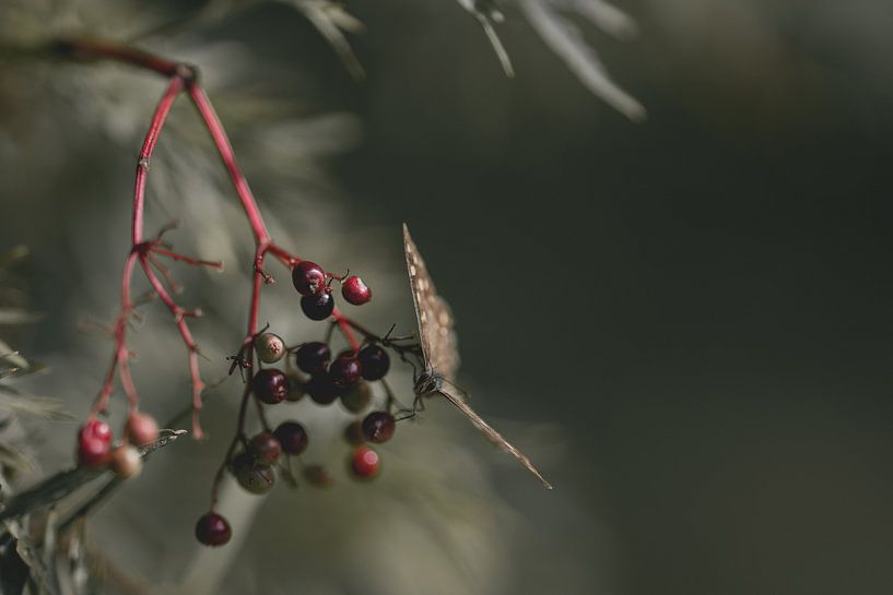 Schmetterling sitzt auf Beeren von Steven Dijkshoorn