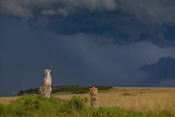 Cheetahs tijdens onweer van Peter Michel
