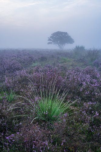 A piece of green in the purple heather