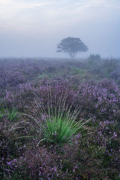 Ein Stück Grün in der violetten Heide von Albert Lamme