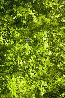 Green pixels