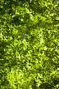 Green pixels van Leon van Voornveld thumbnail