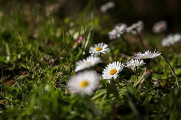 Margrietjes in het ochtendlicht 2