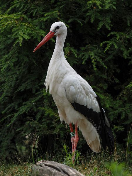 Cigogne par Loek Lobel