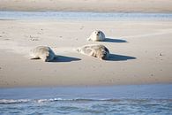 Zeehonden op het wad van Jim van Iterson thumbnail