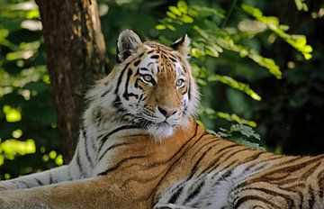 Tiger von Frank Smedts