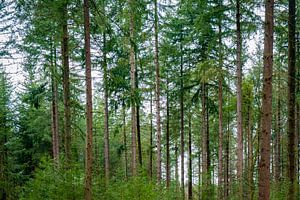 Vue d'en haut dans une forêt de pins sur Sjoerd van der Wal Photographie