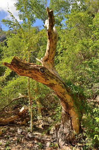 Kale boomstam bij de Grotten van Hato Curaçao