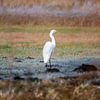 La grande aigrette se tient dans une prairie sur ManfredFotos