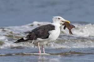Eating a fish by a Great Black-backed Gull
