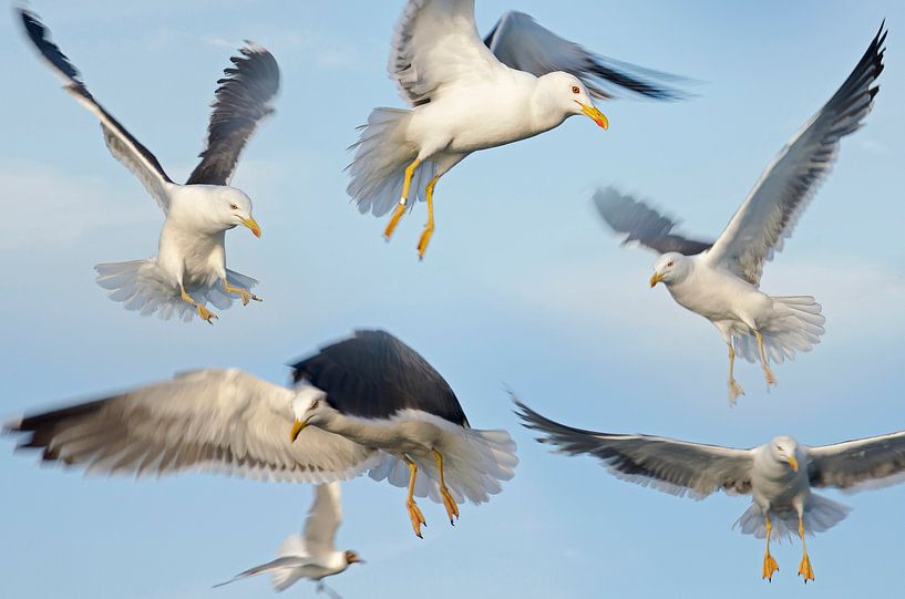 Six seagulls at the Texel ferry by Frans Blok - photos, art and other wall decoration