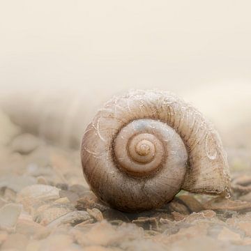 Snail shell. Minimalism. Beige by Alie Ekkelenkamp