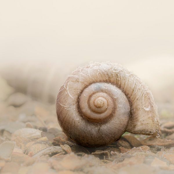 Snail shell. Minimalism. Beige by Alie Ekkelenkamp