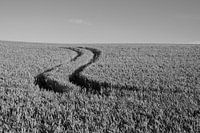 The hand of the farmer