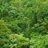Costa Rica grün von Elles Rijsdijk