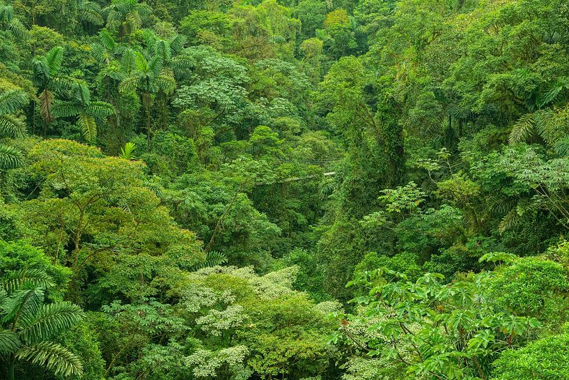 Costa Rica green by Elles Rijsdijk
