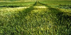 traces