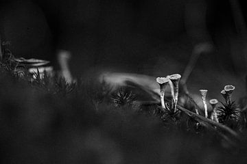 Mousse en coupe et mousse étoilée en nuances de noir et blanc | Macro photographie de nature sur Denise Tiggelman
