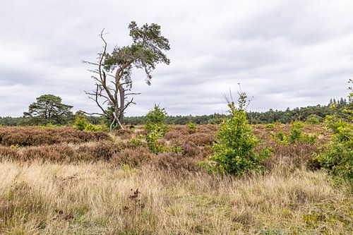 Kootwijk - solo boom - Dennenboom - vliegden