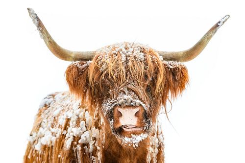 Portret van een Schotse hooglander koe in de sneeuw