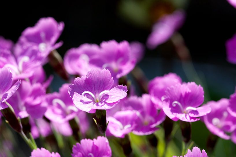 Group of Stone Carnations by Christophe Fruyt