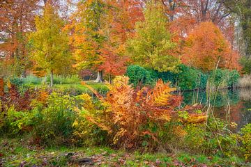 Een bosvaren in herfstkleuren van eric van der eijk