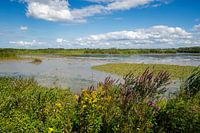 Paysage reposant dans le parc national De Biesbosch - Nature, eau et fleurs sauvages