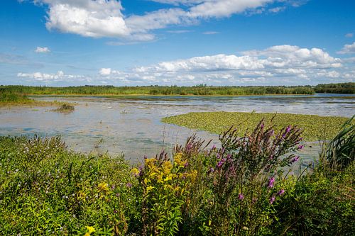 Zomergloed in de Biesbosch