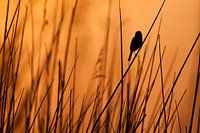 Common reed bunting singing in reed bed