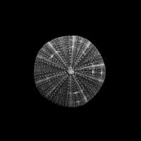 Lonely shell in black and white.