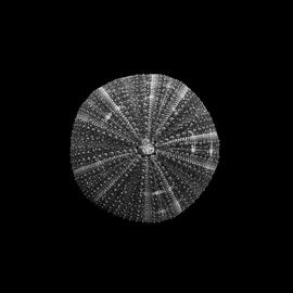 Lonely shell in black and white. by René von Hout