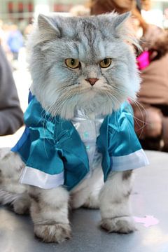 Kat met blauw jasje van Anna van Leeuwen
